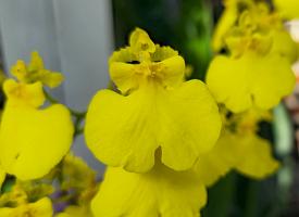 20250222_140309 Tower Hill Botanic Garden, MA